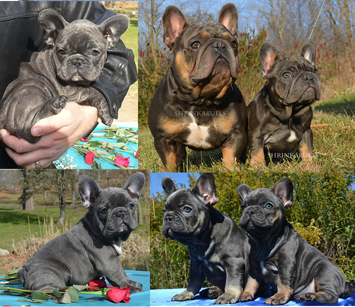 SHRINKABULLs Miniature French Bulldogs Puppies